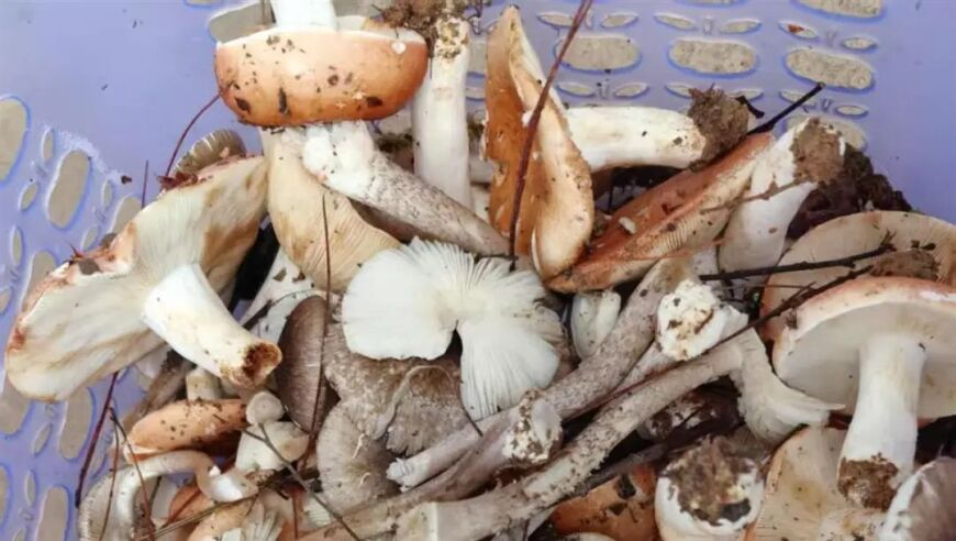 最近有“草莓瘟”不能吃草莓？假,管家婆2025资料精准大全澳门神算网址是什么,广泛的解释落实支持计划_iPadV4.46